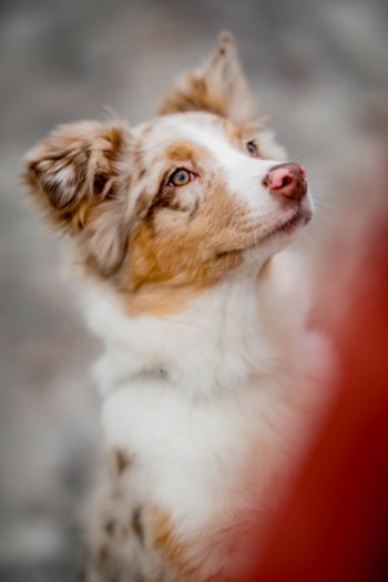 Mini Aussie Poo Puppies For Sale In Southlake Texas Lone Star Pups